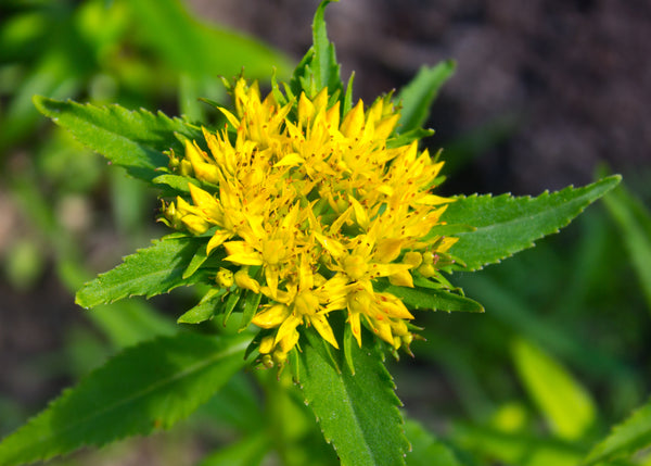 Rhodiola & Stress Reduction